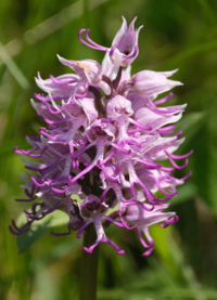 Blume