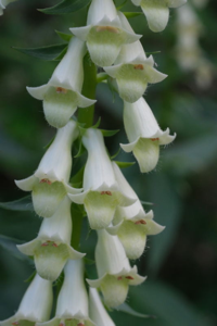 Blumen