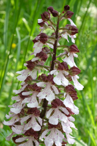 Blumen