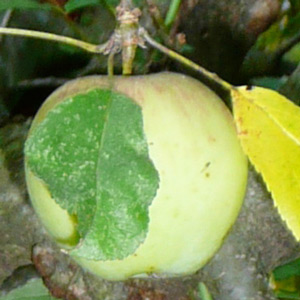 apfel