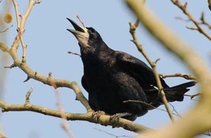 Krähe